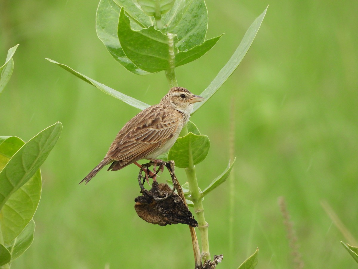 Singing Bushlark - ML638702663
