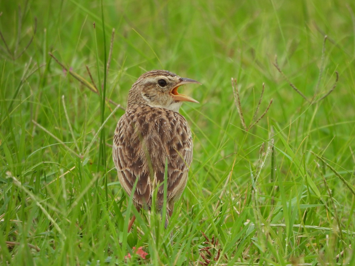 Singing Bushlark - ML638702664