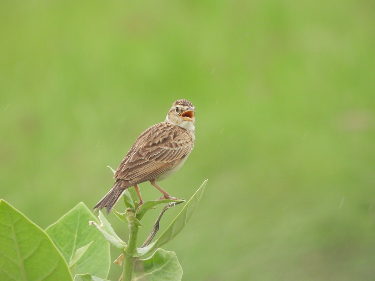 Singing Bushlark - ML638702665