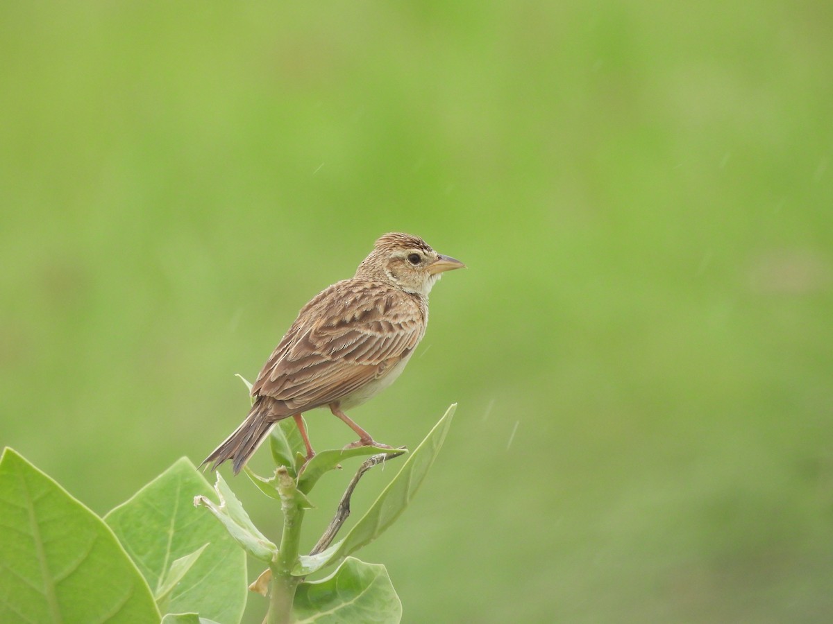 Singing Bushlark - ML638702666
