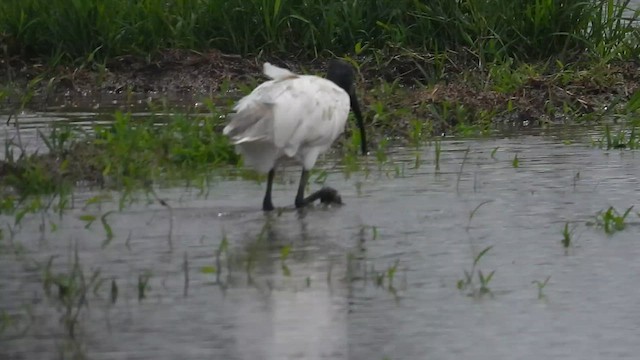 Ibis Oriental - ML638702685