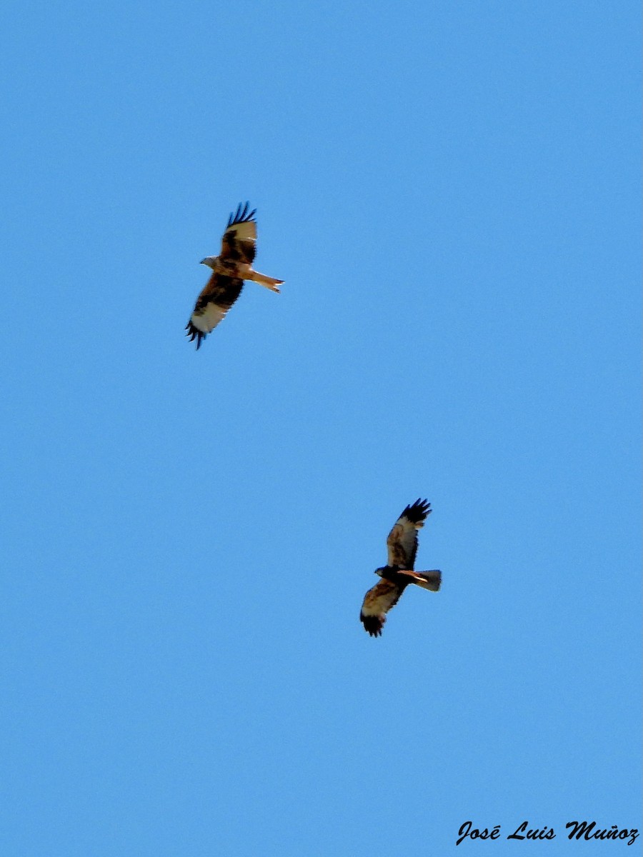 Western Marsh Harrier - ML638702713