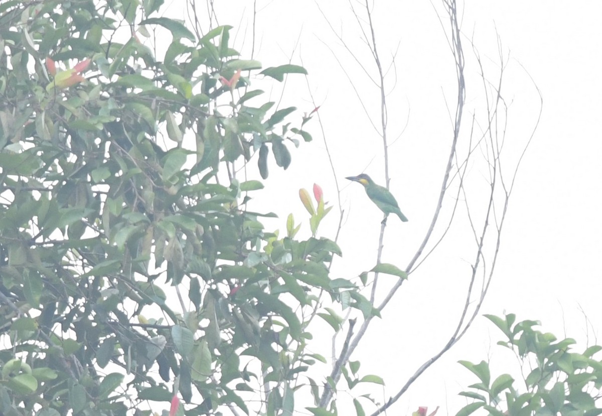 Gold-whiskered Barbet - ML638702791