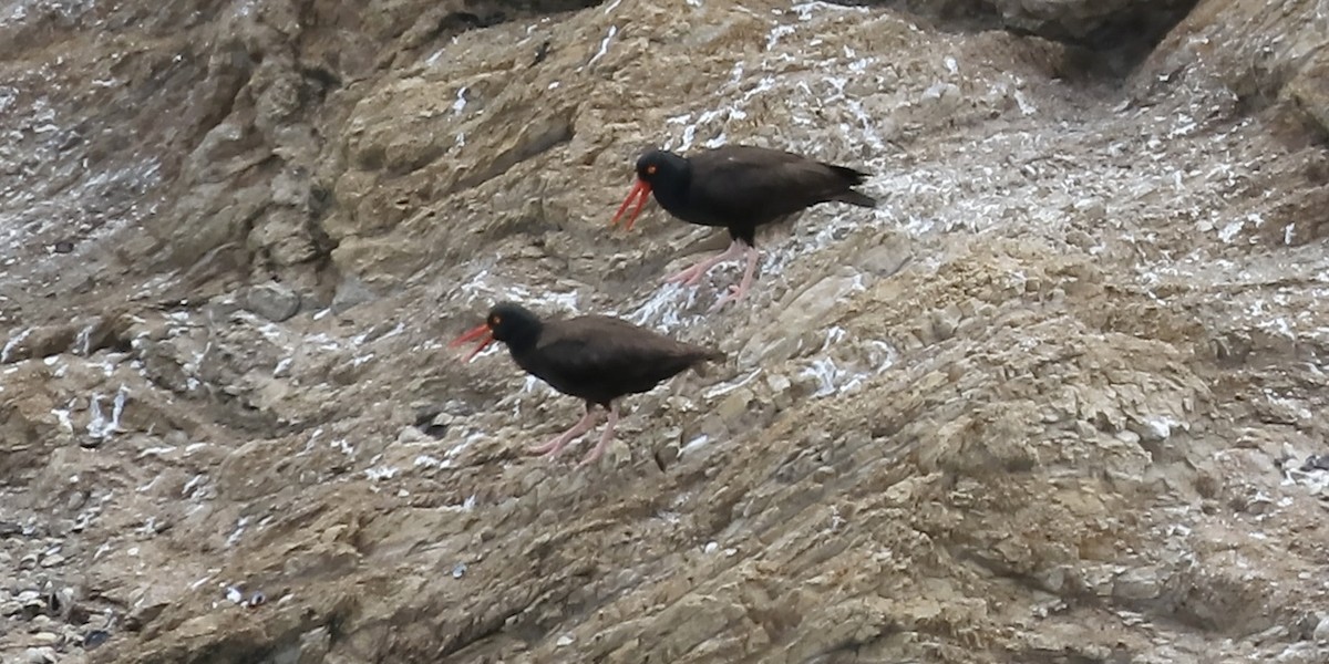 Black Oystercatcher - ML638702829
