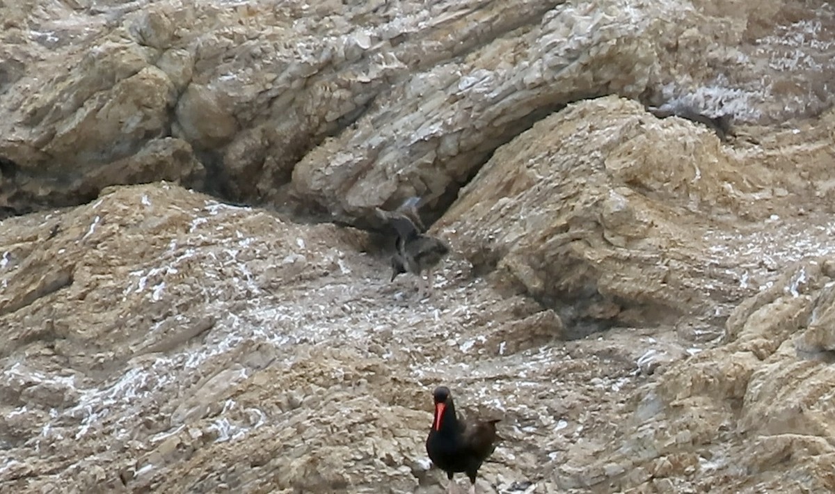 Black Oystercatcher - ML638702833