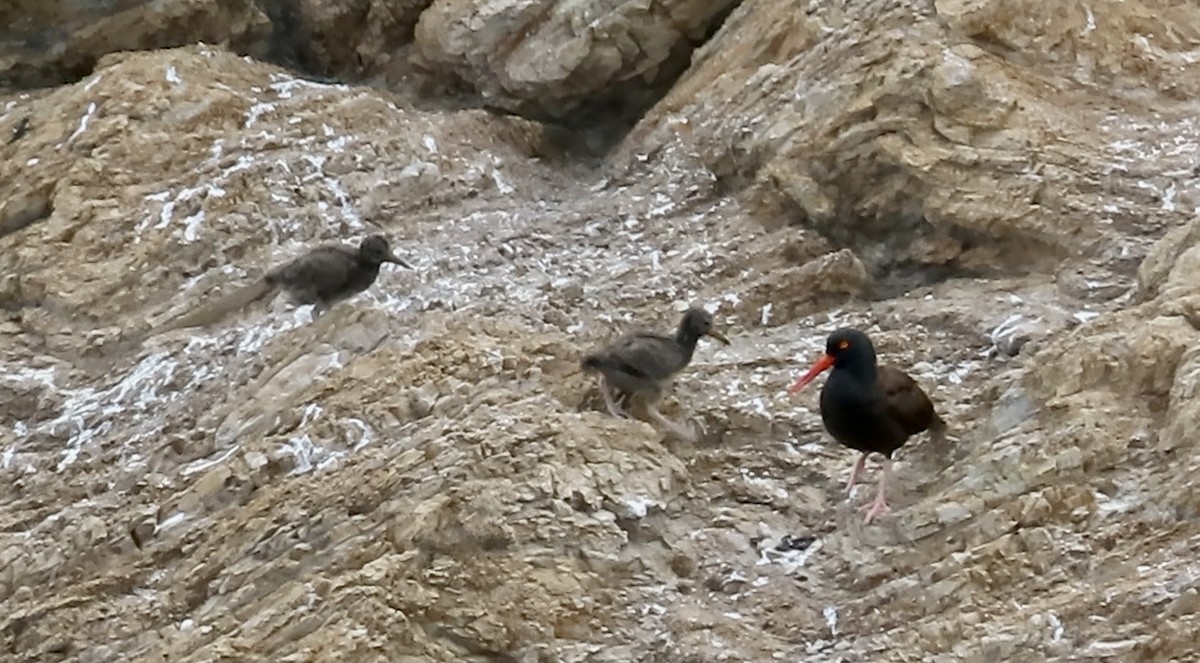 Black Oystercatcher - ML638702834
