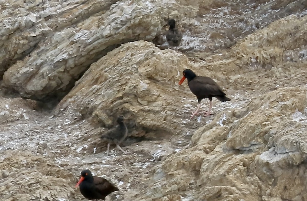 Black Oystercatcher - ML638702835