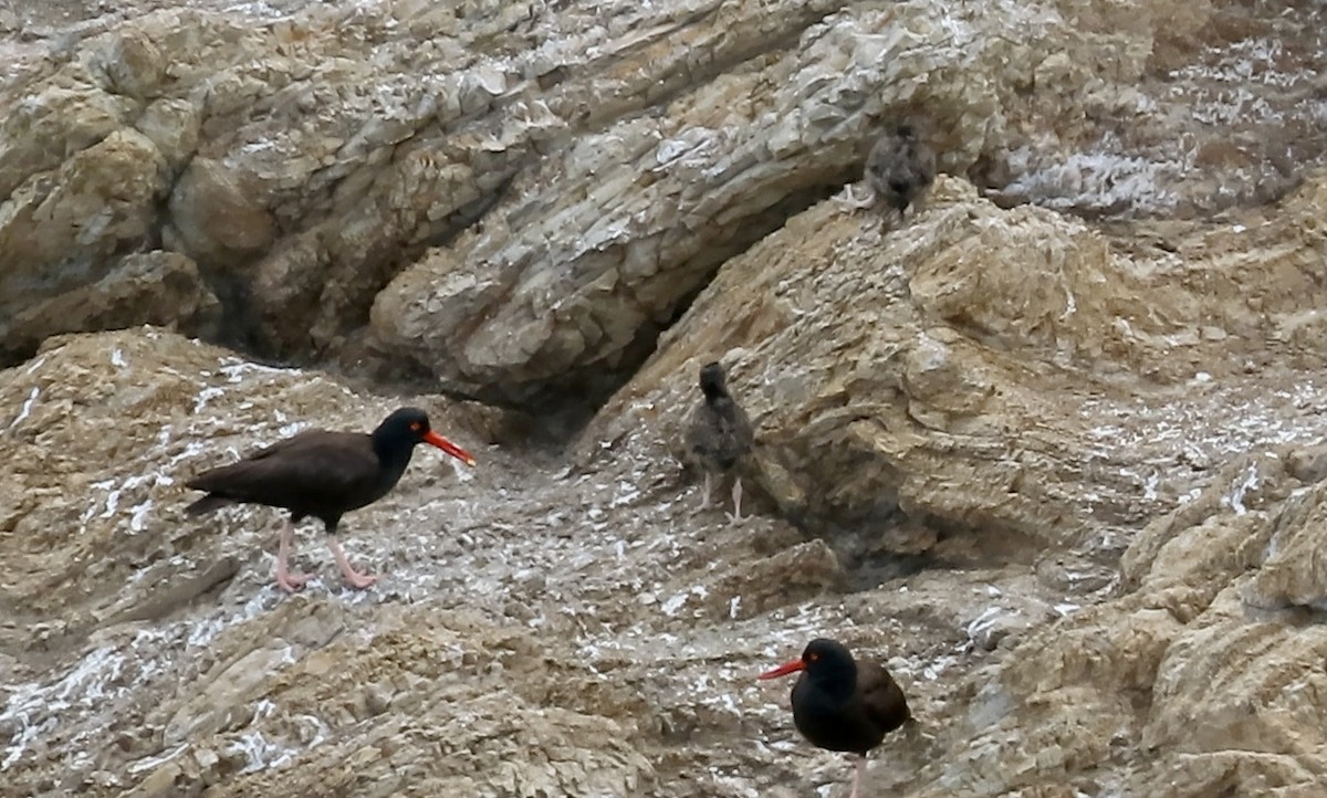 Black Oystercatcher - ML638702836