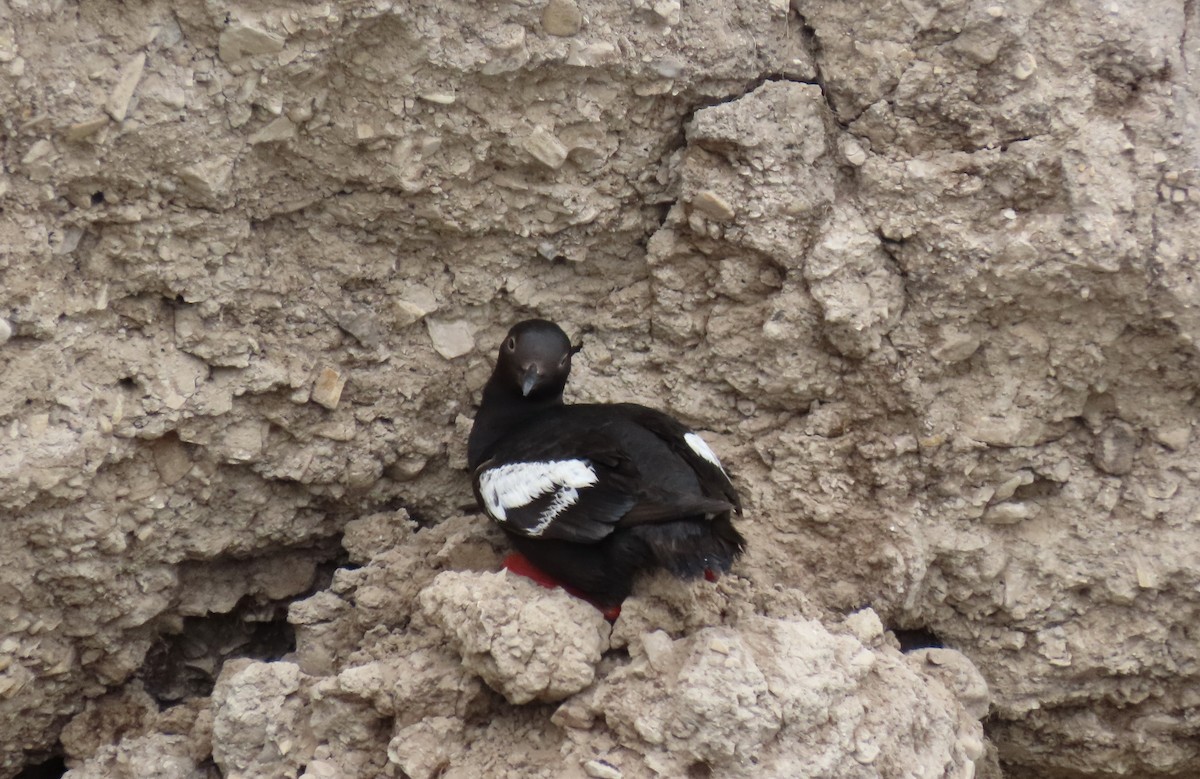 Pigeon Guillemot - ML638702842