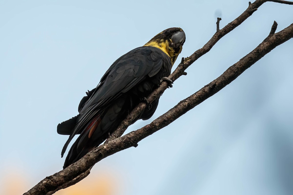 Glossy Black-Cockatoo - ML638702844