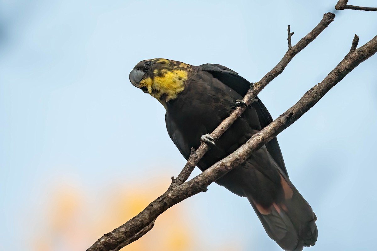 Glossy Black-Cockatoo - ML638702845
