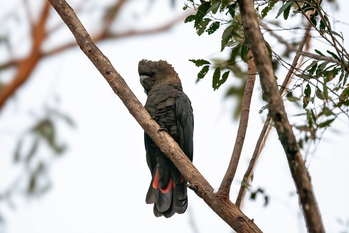 Glossy Black-Cockatoo - ML638702850