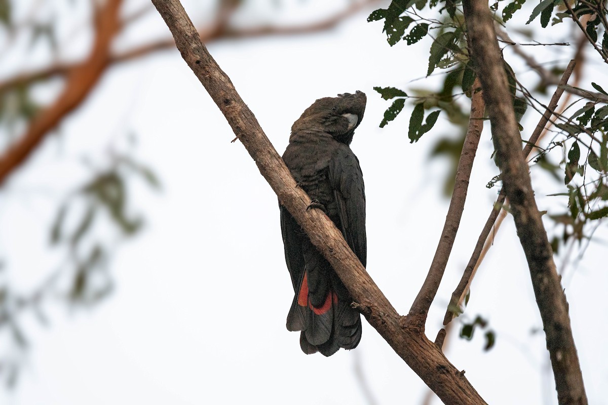 Glossy Black-Cockatoo - ML638702851