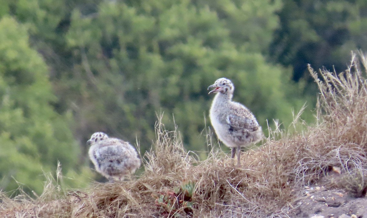 Western Gull - ML638702853