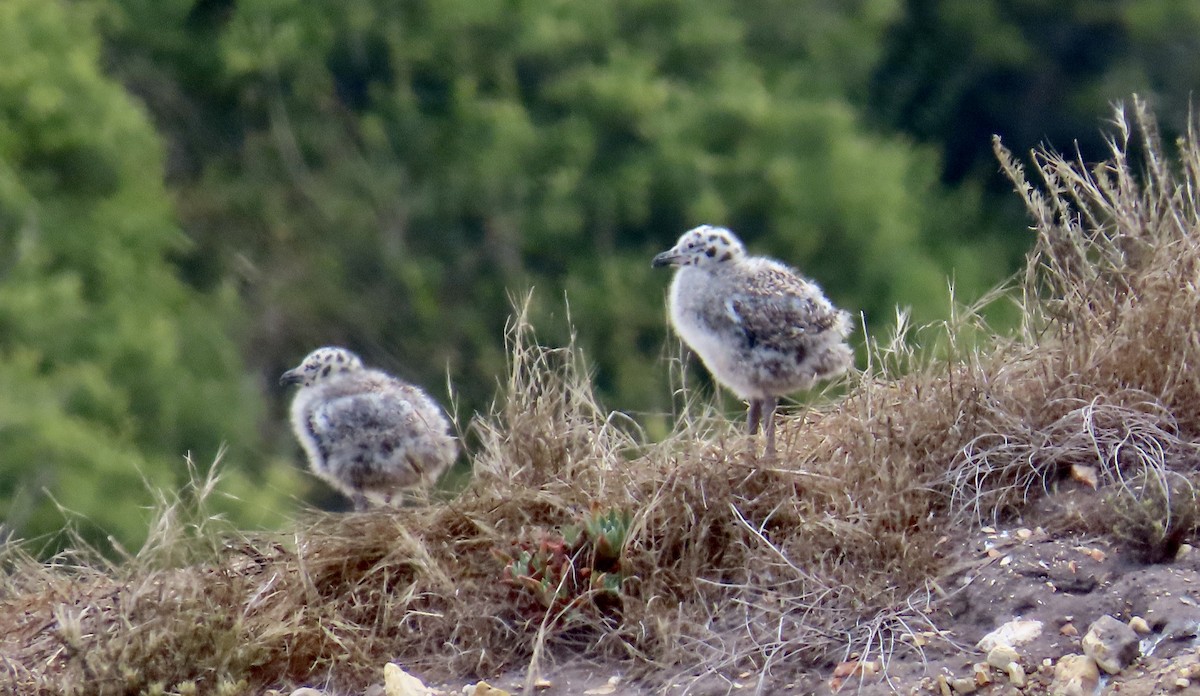 Western Gull - ML638702855