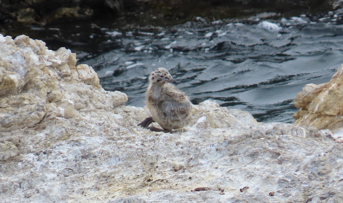 Western Gull - ML638702857