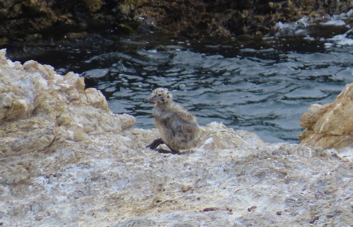 Western Gull - ML638702863