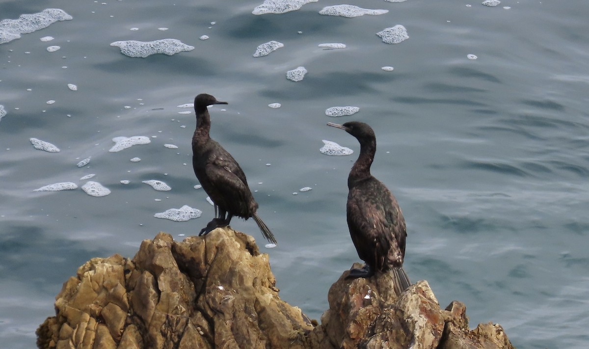 Pelagic Cormorant - ML638702870