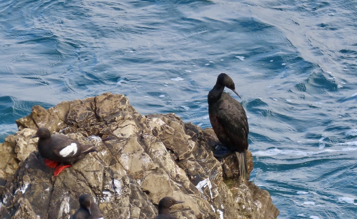 Pelagic Cormorant - ML638702871