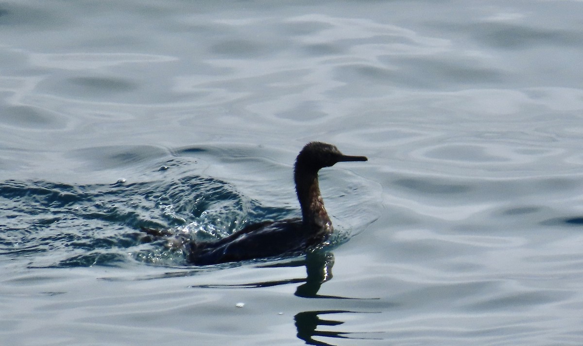 Pelagic Cormorant - ML638702872