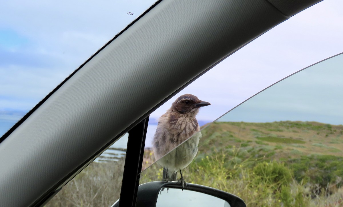 California Scrub-Jay - ML638702878