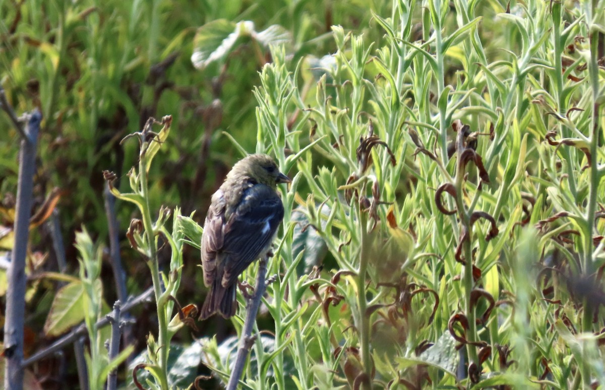 Lesser Goldfinch - ML638702879