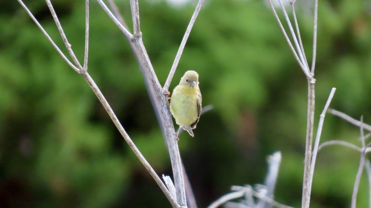 Lesser Goldfinch - ML638702884