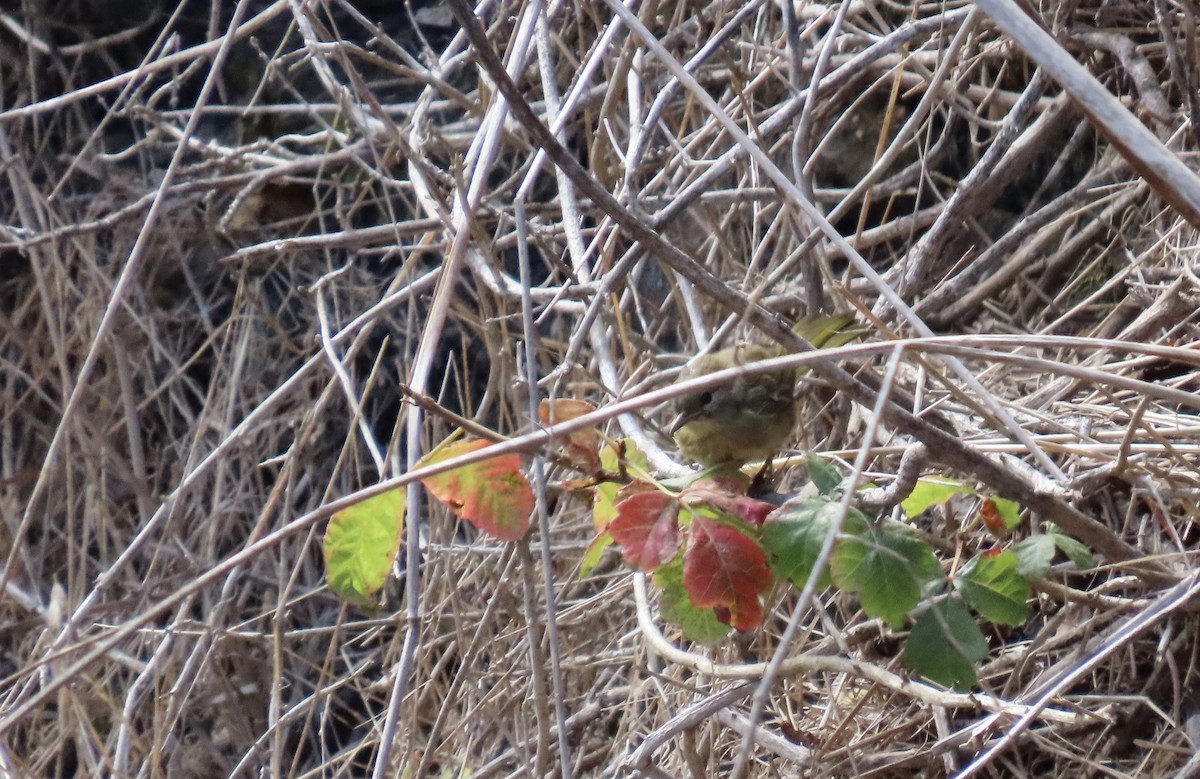 Orange-crowned Warbler - ML638702886