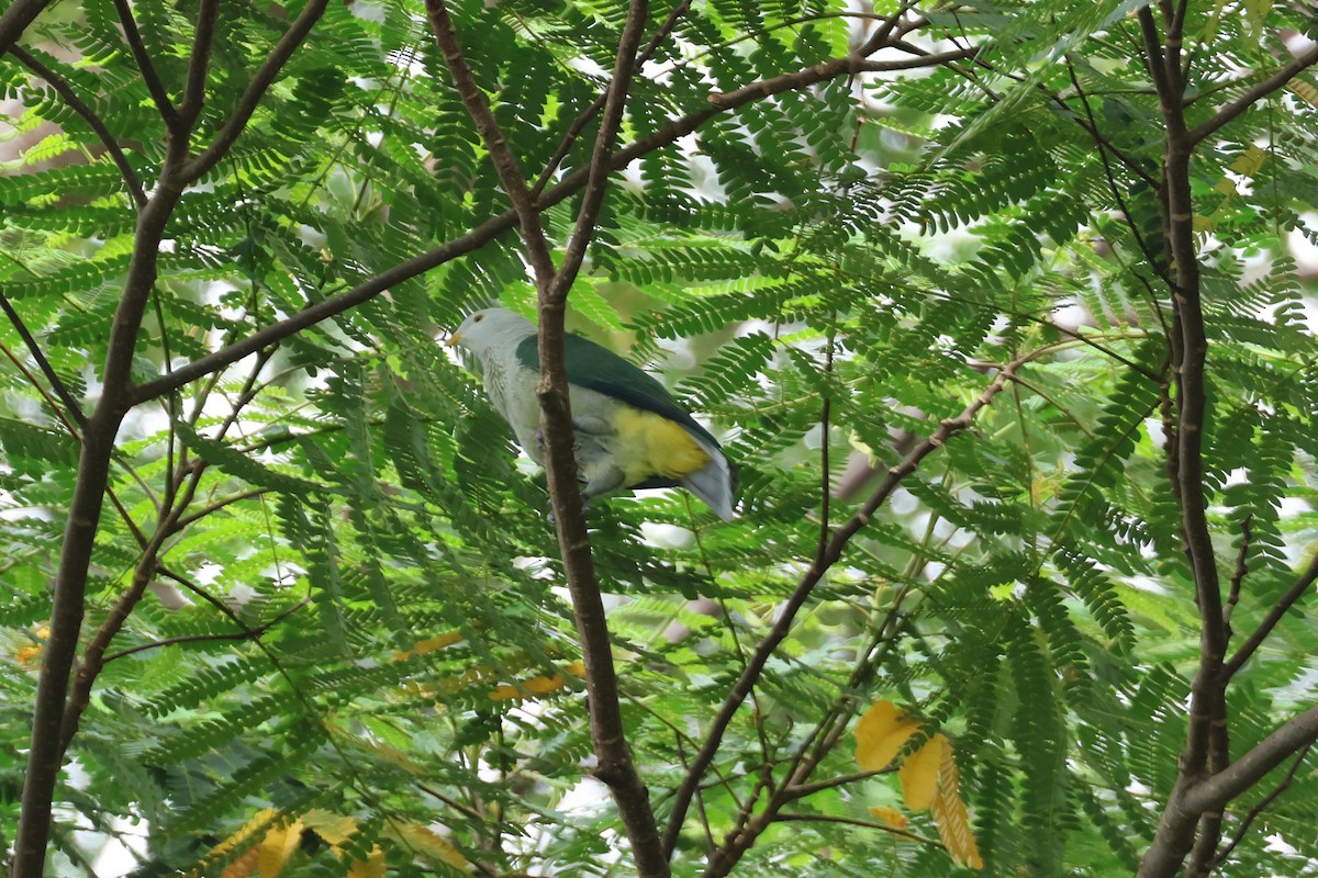 Gray-green Fruit-Dove - ML638702894
