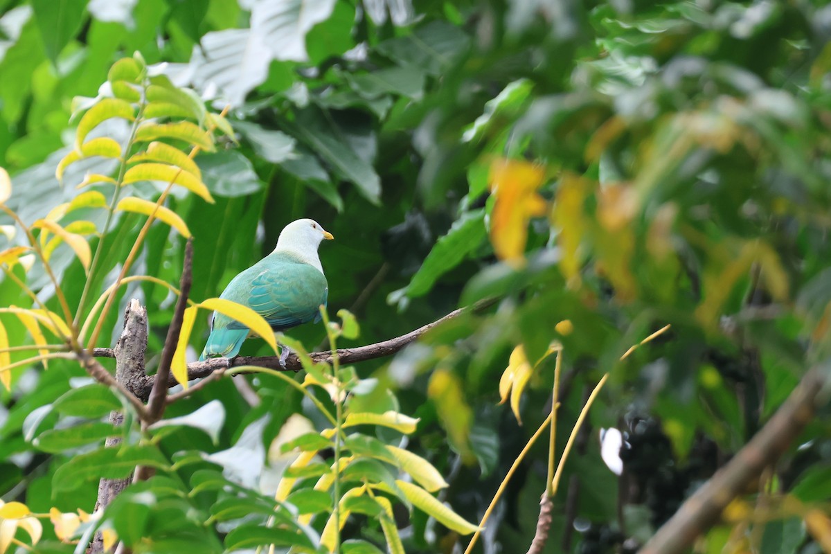 Gray-green Fruit-Dove - ML638702895