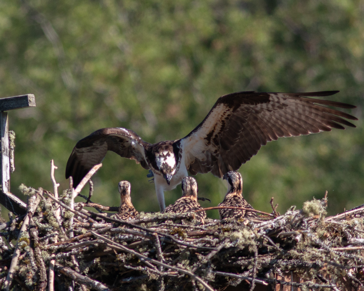 Osprey - ML638702907