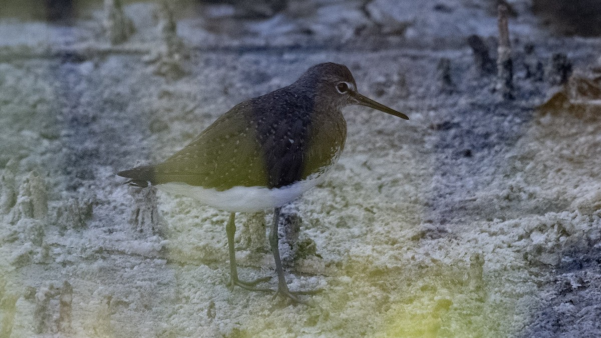 Green Sandpiper - ML638703016