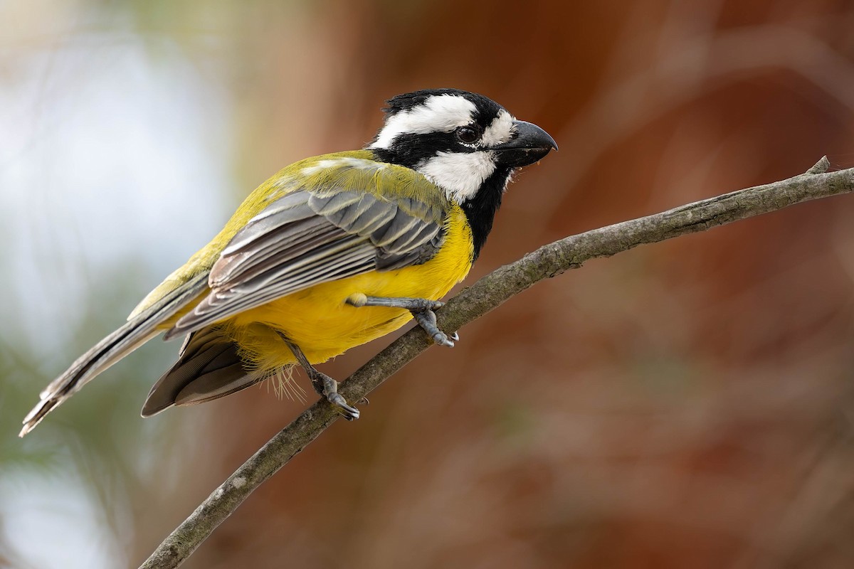 Eastern Shrike-tit - ML638703049