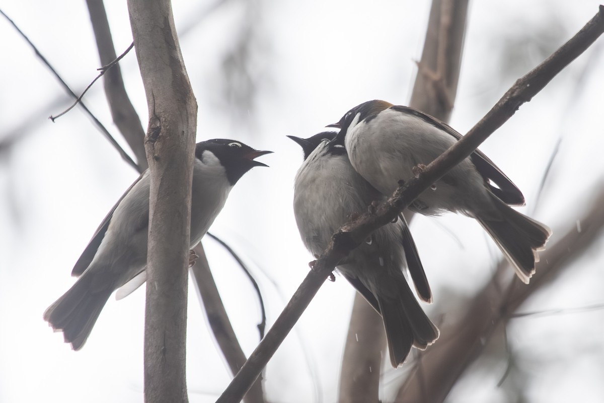 Black-headed Honeyeater - ML638703064