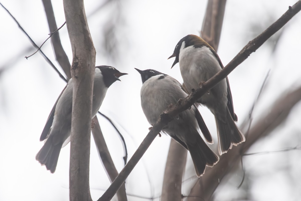 Black-headed Honeyeater - ML638703065