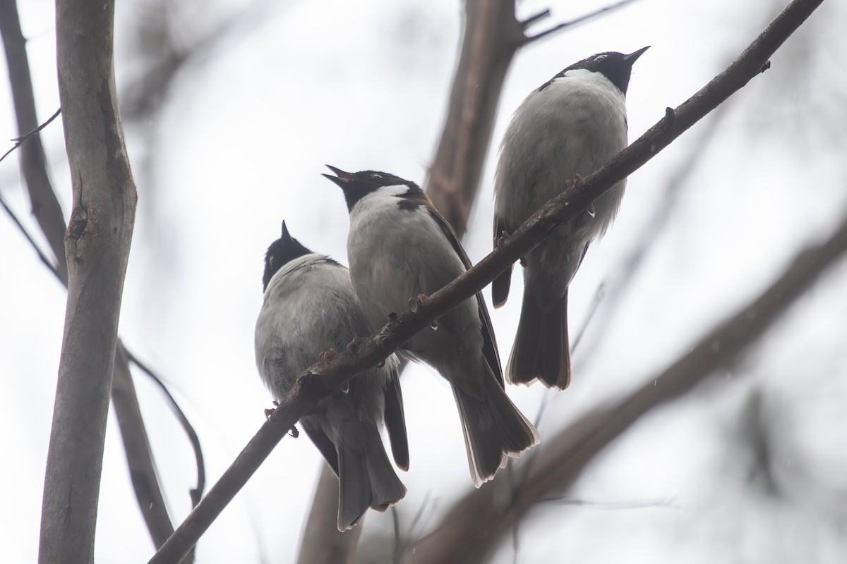 Black-headed Honeyeater - ML638703066