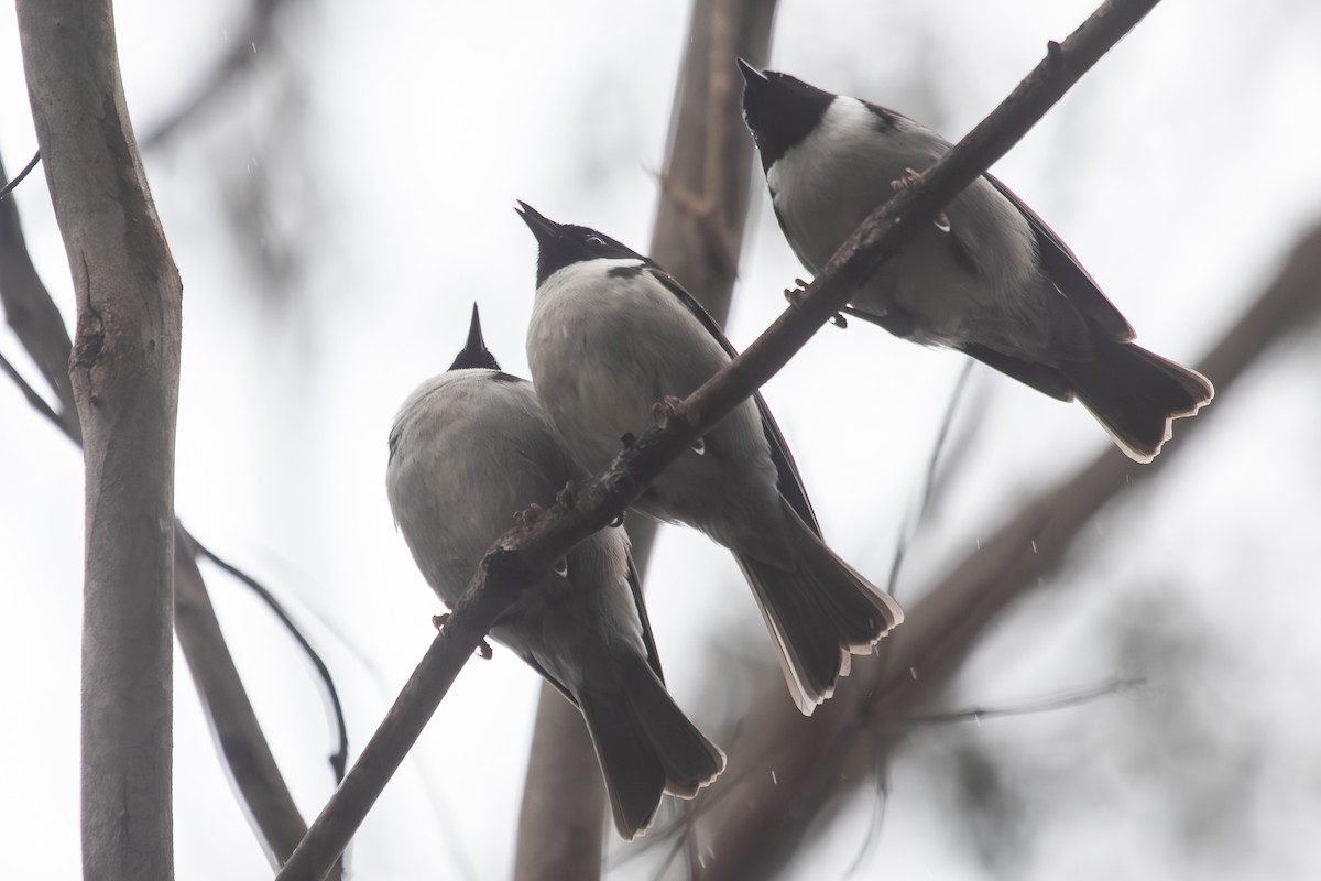 Black-headed Honeyeater - ML638703067