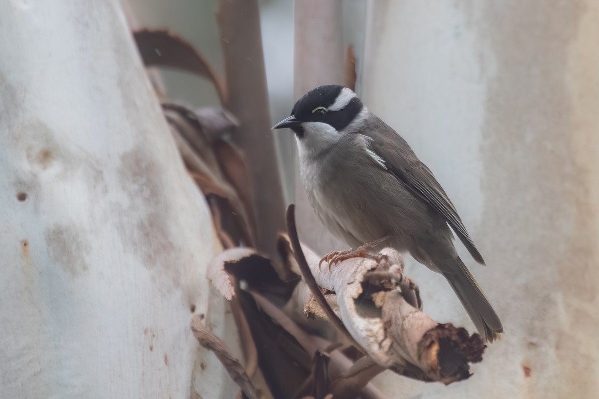 Strong-billed Honeyeater - ML638703068