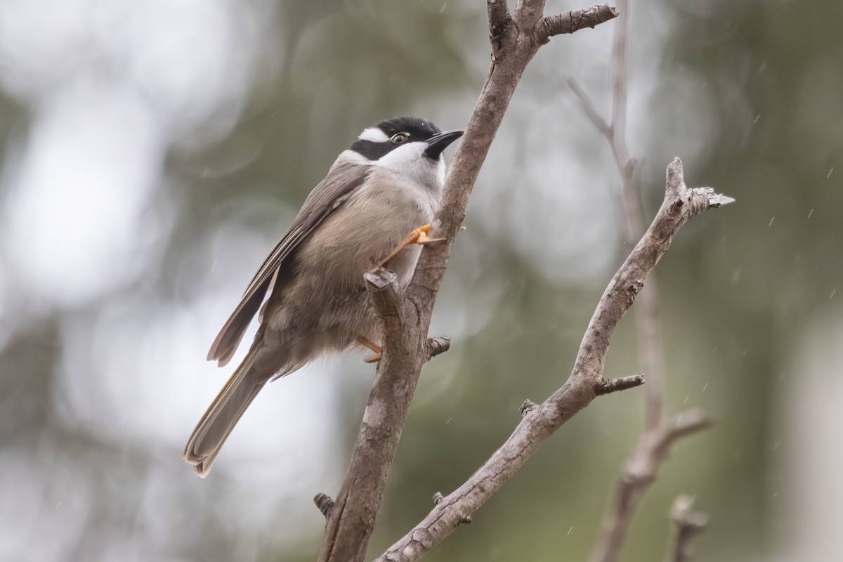 Strong-billed Honeyeater - ML638703070