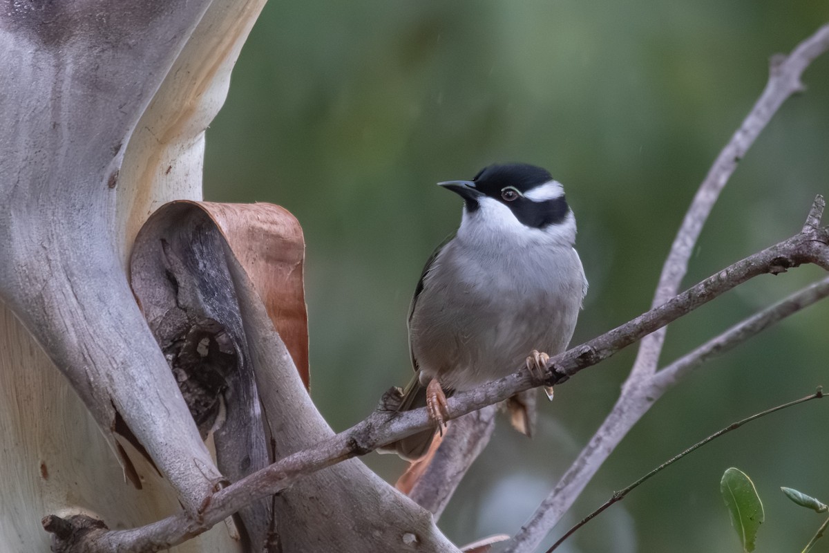 Strong-billed Honeyeater - ML638703071