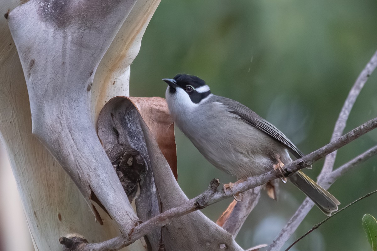 Strong-billed Honeyeater - ML638703072