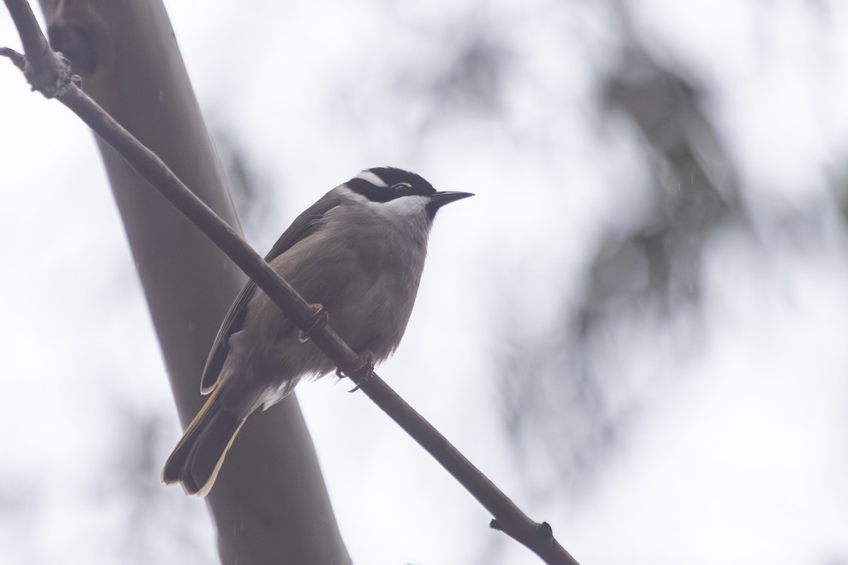 Strong-billed Honeyeater - ML638703073