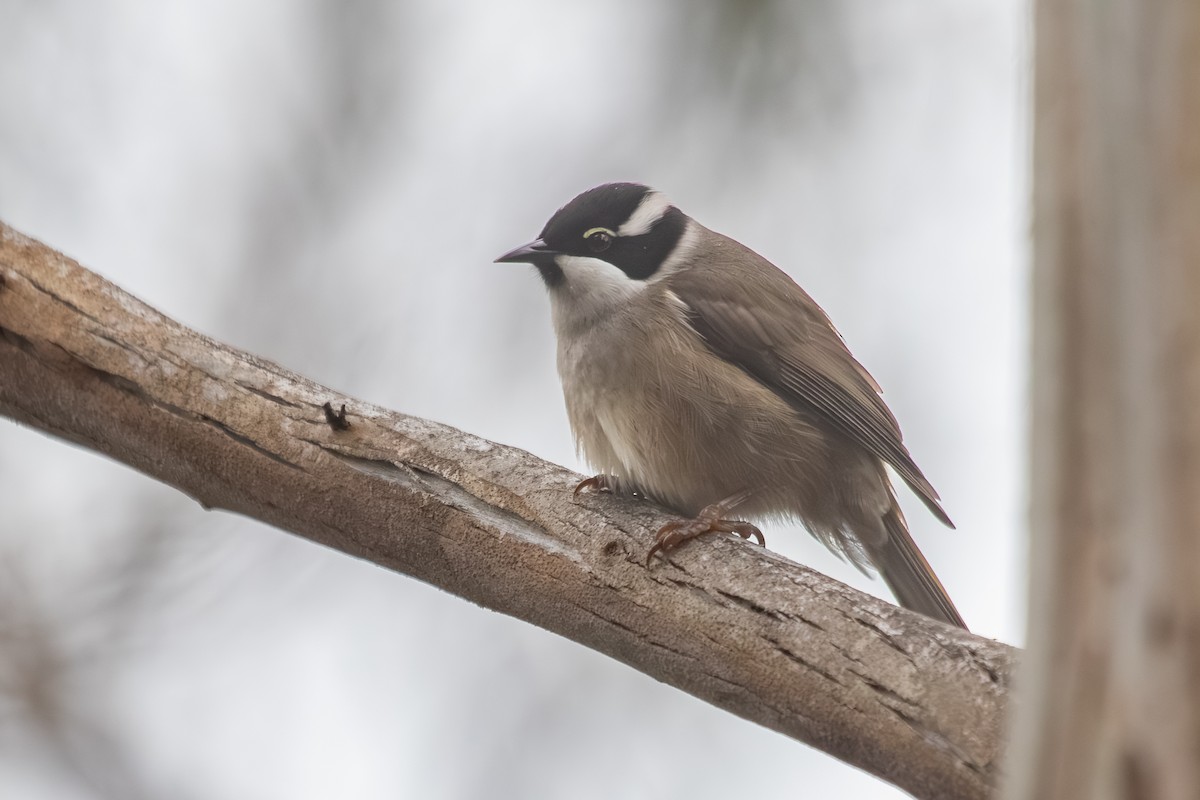 Strong-billed Honeyeater - ML638703074