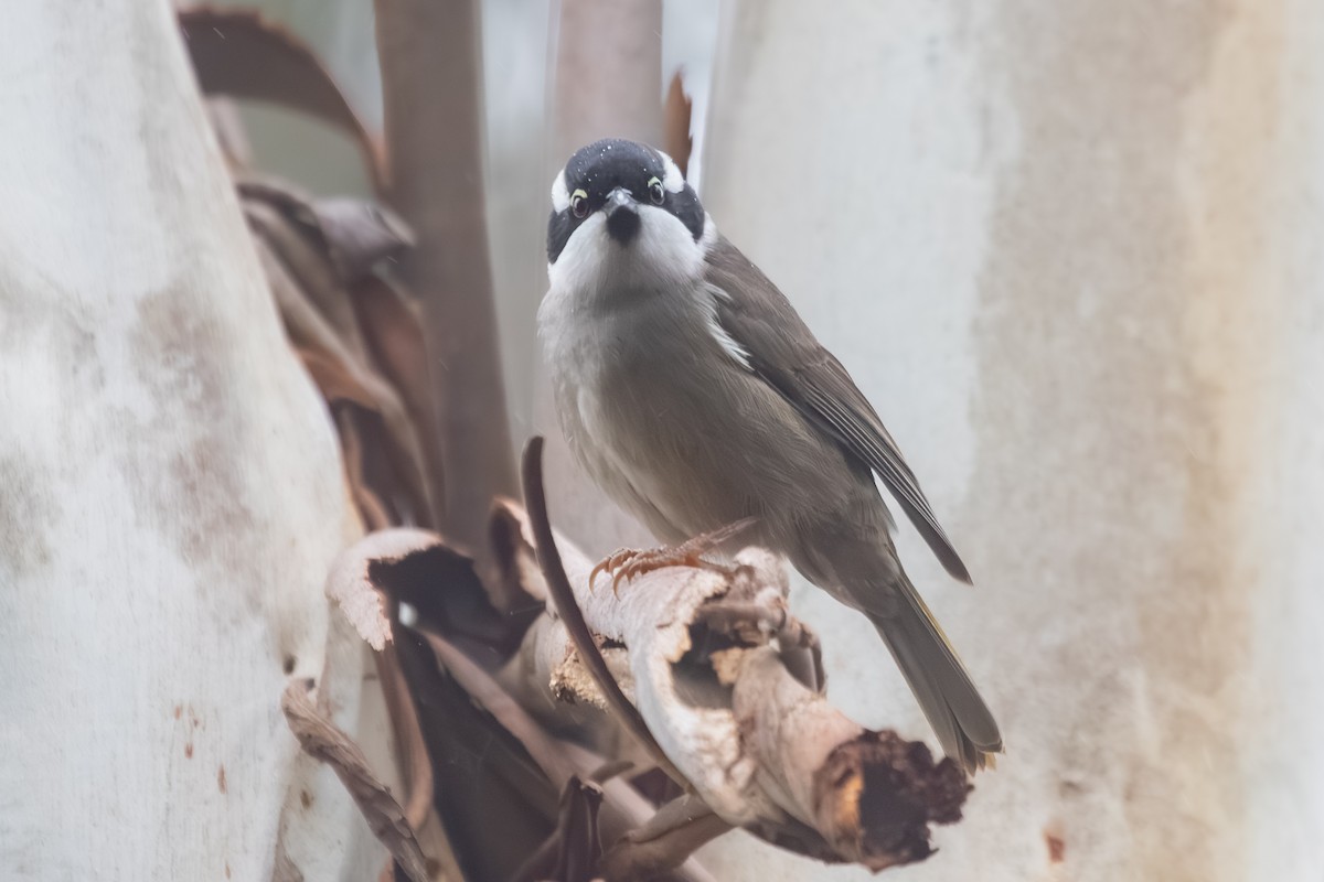 Strong-billed Honeyeater - ML638703075