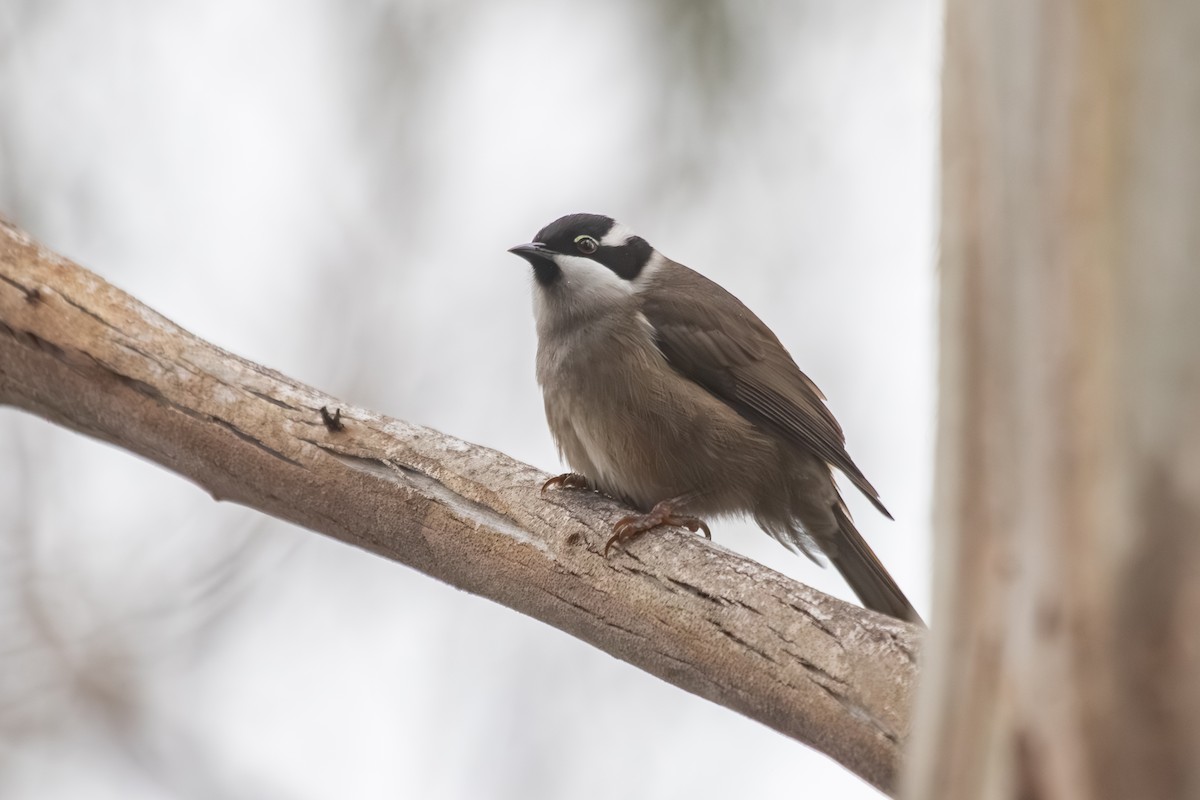 Strong-billed Honeyeater - ML638703076
