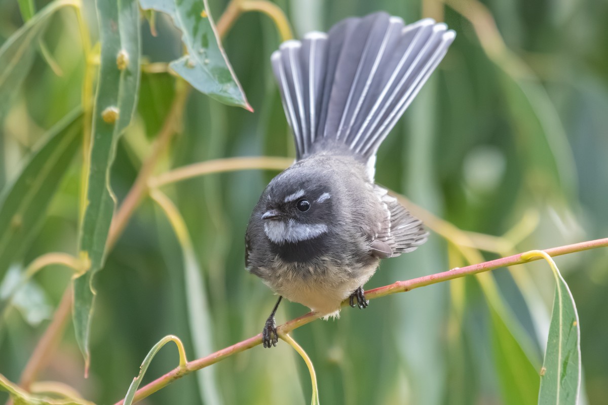 Gray Fantail - ML638703079