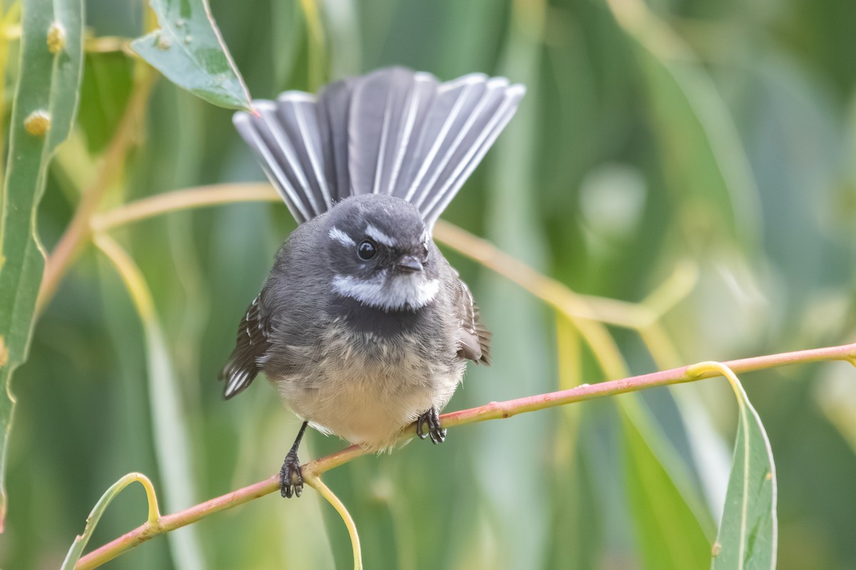 Gray Fantail - ML638703080