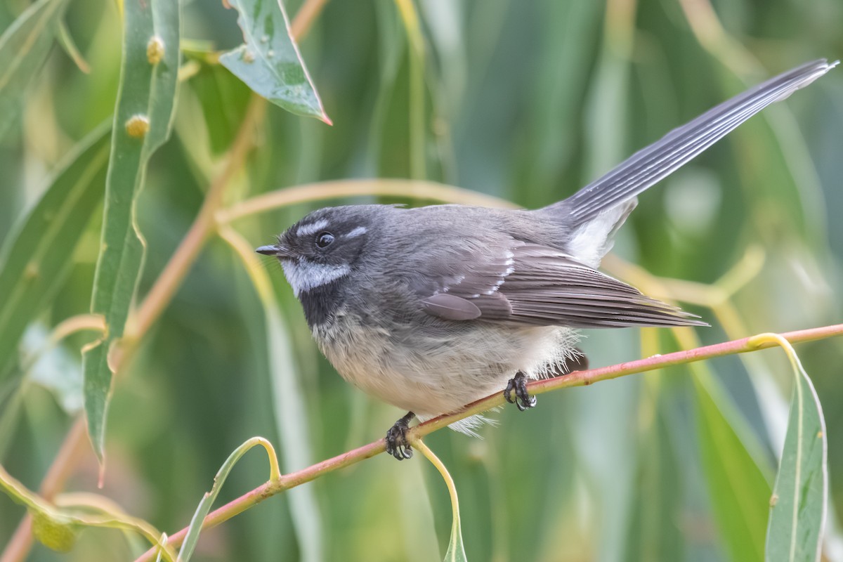 Gray Fantail - ML638703081