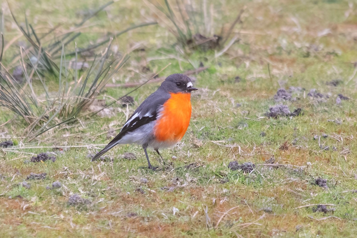 Flame Robin - ML638703083