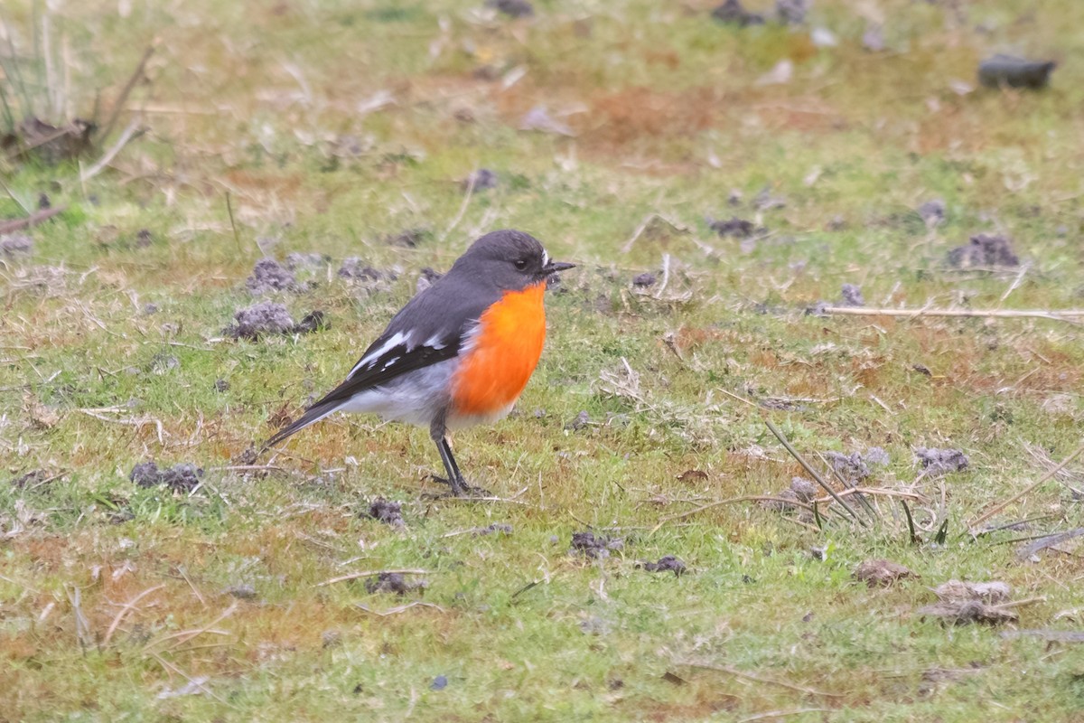 Flame Robin - ML638703084